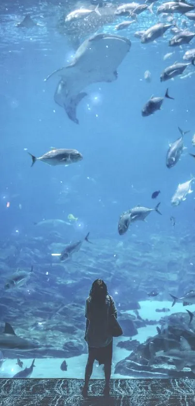 Silhouette at a large aquarium with diverse fish swimming.