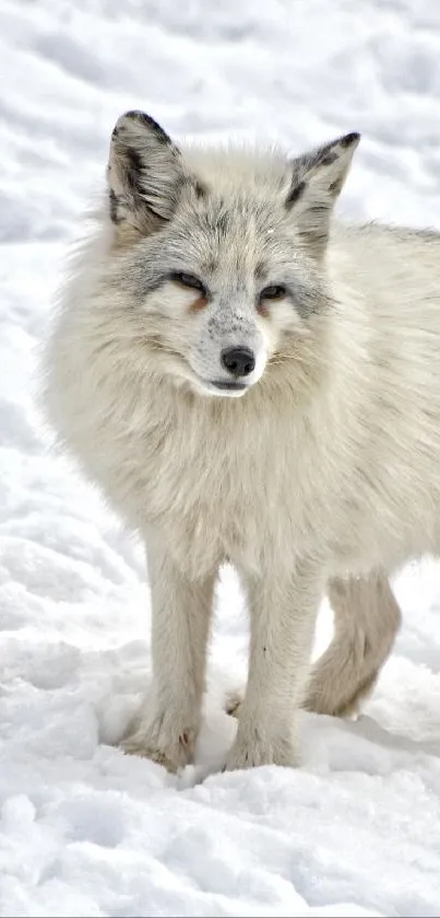 Majestic Arctic fox standing in snowy landscape.