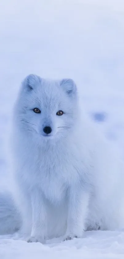 Majestic arctic fox sitting in snow, radiating winter serenity.