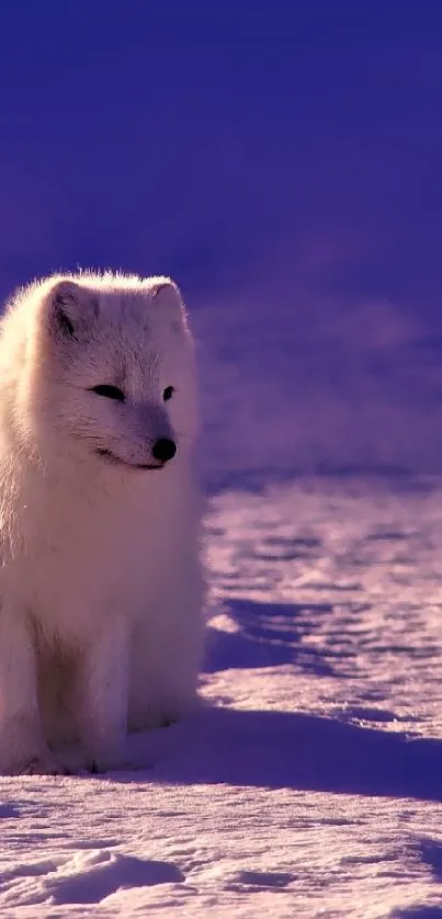 Majestic Arctic fox sitting in snowy landscape.