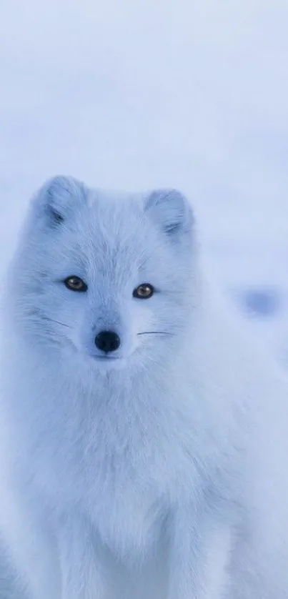 Arctic fox with white fur and snowy background.