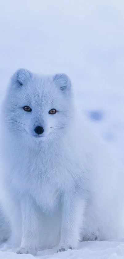 Arctic fox sitting gracefully in snowy landscape.