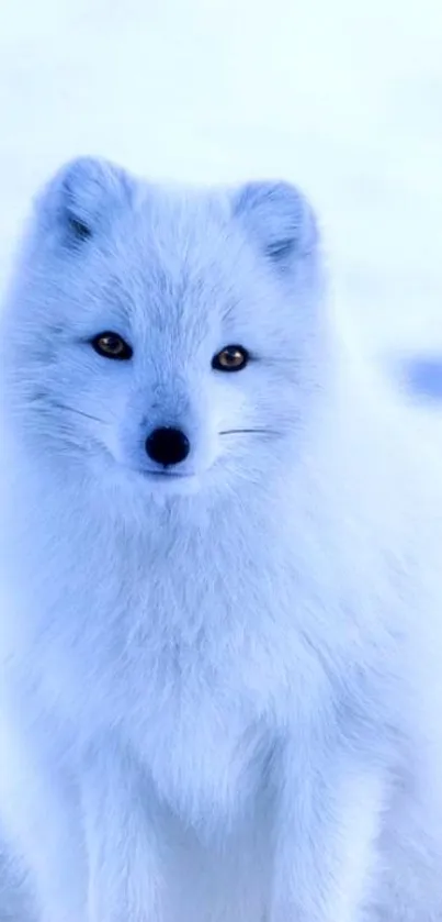 Majestic Arctic fox in a snowy landscape, creating a serene wallpaper.