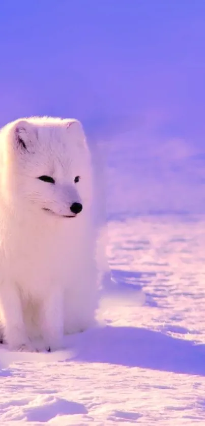 Arctic fox sitting on snow under a light blue sky.