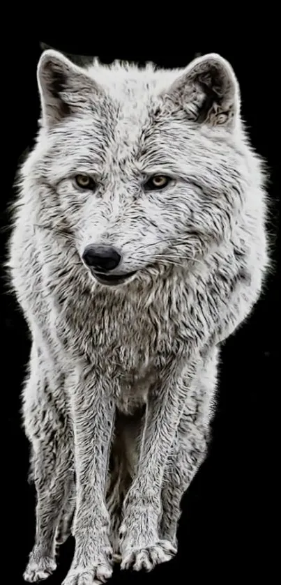 Arctic wolf standing against a black background, creating a stunning phone wallpaper.