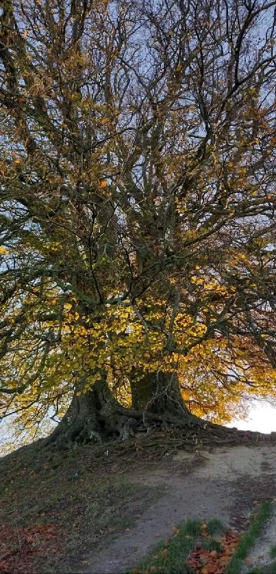 Majestic autumn tree with golden leaves and clear sky.