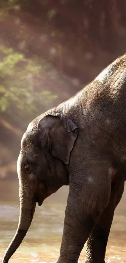 Baby elephant in serene forest setting with sunlight rays.