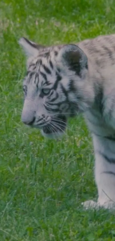 Baby white tiger cub on green grass background.