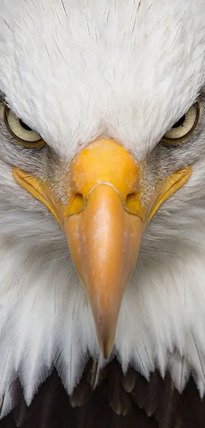 Close-up of a bald eagle with fierce eyes and white, striking feathers.