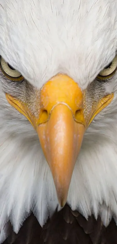 Close-up of a majestic bald eagle with intense gaze and striking plumage detail.