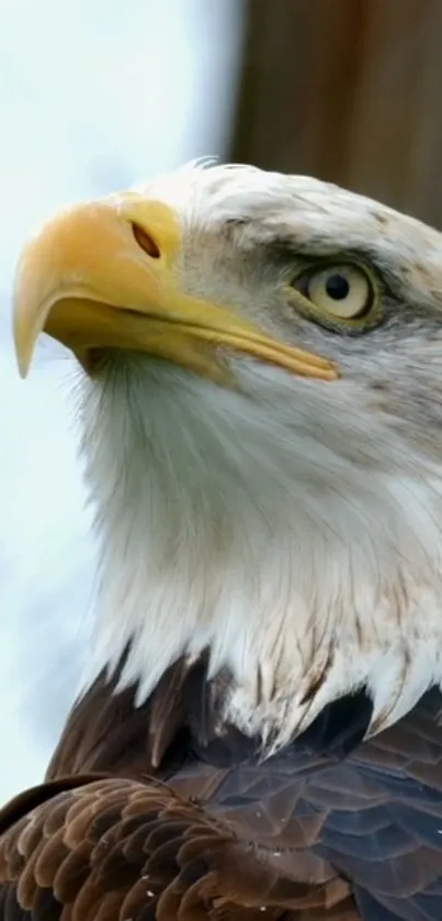 Closeup of a majestic bald eagle with piercing eyes.