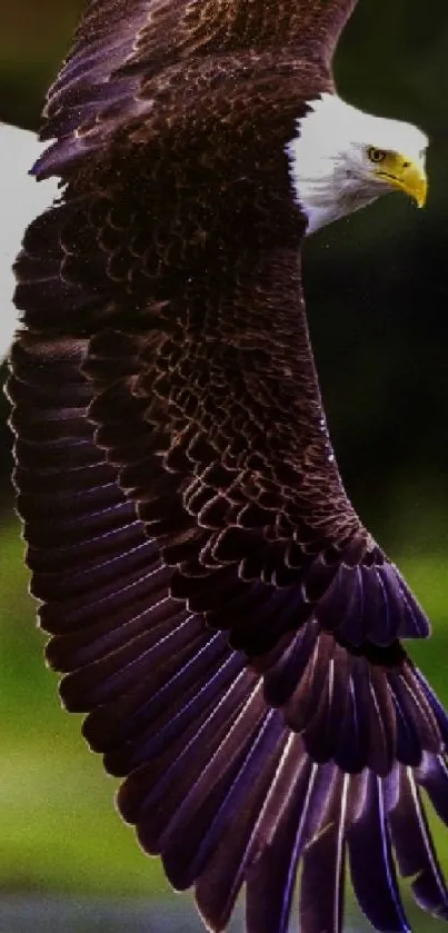 Majestic bald eagle soaring gracefully in the sky with wings spread wide.