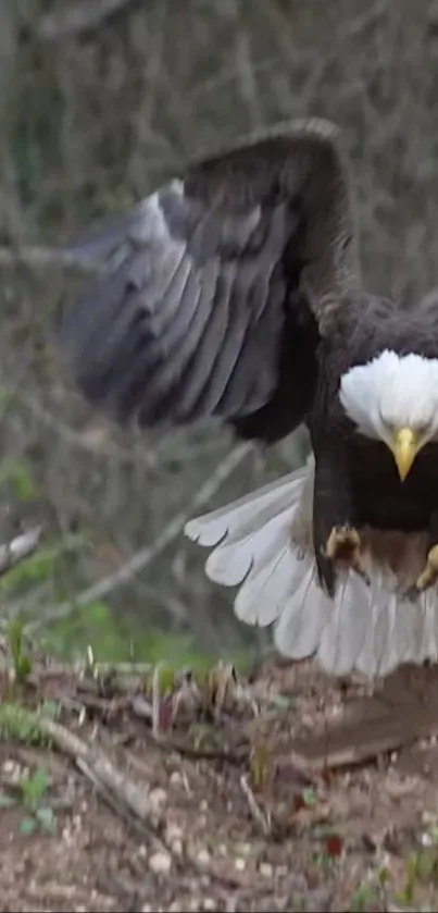 Majestic bald eagle landing with wings spread wide against a forest background.