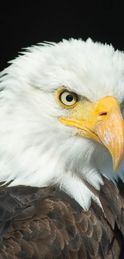 Close-up of a bald eagle with piercing gaze and white feathers.