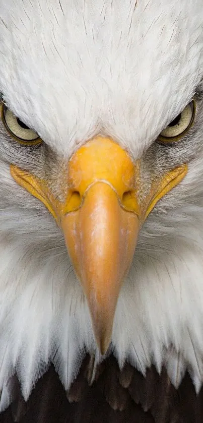 Close-up image of a bald eagle with intense gaze.