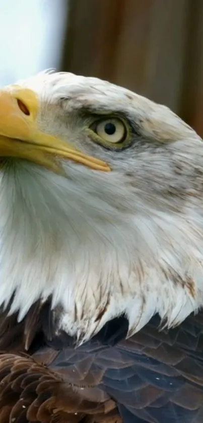 Close-up of a majestic bald eagle with a focused gaze.