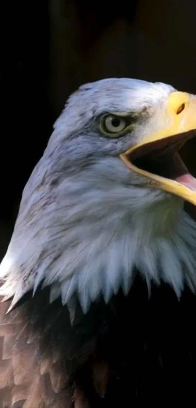 Close-up of a majestic bald eagle with detailed feathers.