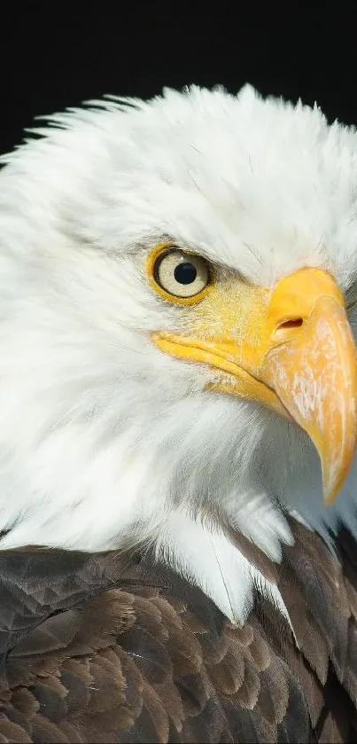 Close-up portrait of a majestic bald eagle with striking features.