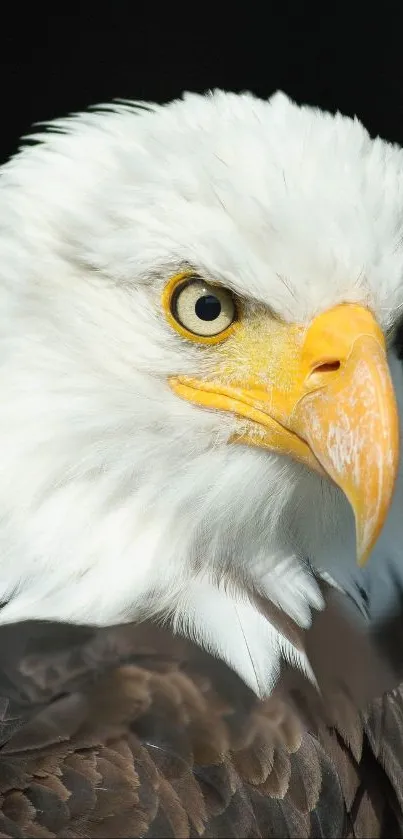 Close-up of a majestic bald eagle with intense gaze and detailed feathers.