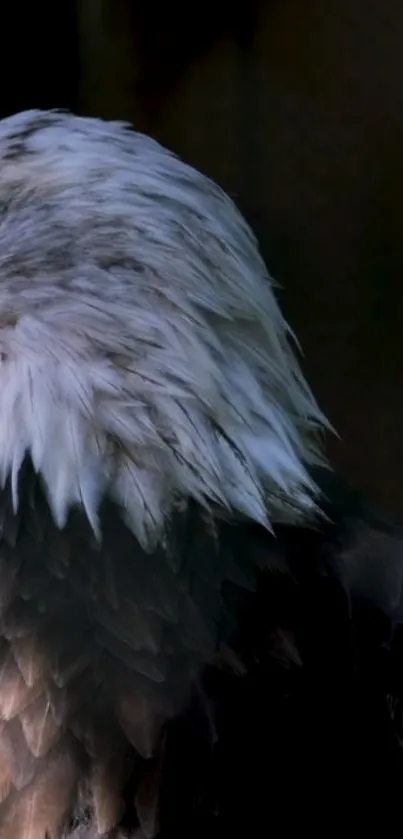 Close-up portrait of a majestic eagle with detailed feathers.