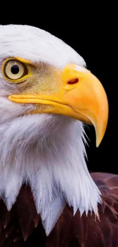 Close-up of a majestic bald eagle with a black background.