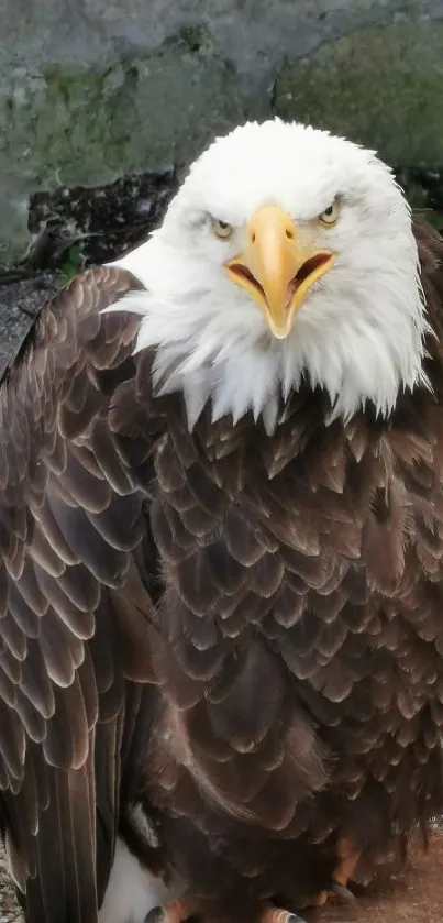 Close-up of a majestic bald eagle for mobile wallpaper.