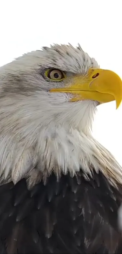 Close-up of a bald eagle against a white background.