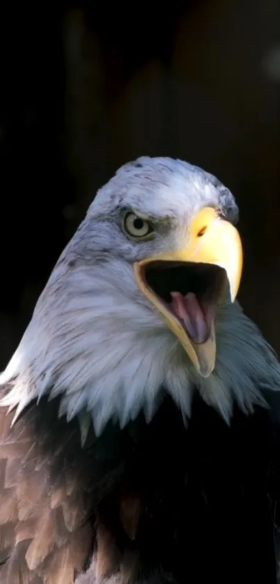 Close-up of a bald eagle with a sharp gaze and open beak.