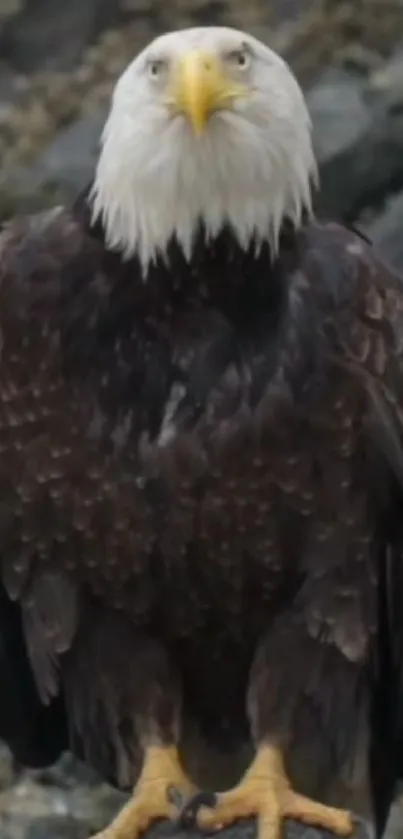 Majestic bald eagle standing on rocky terrain.