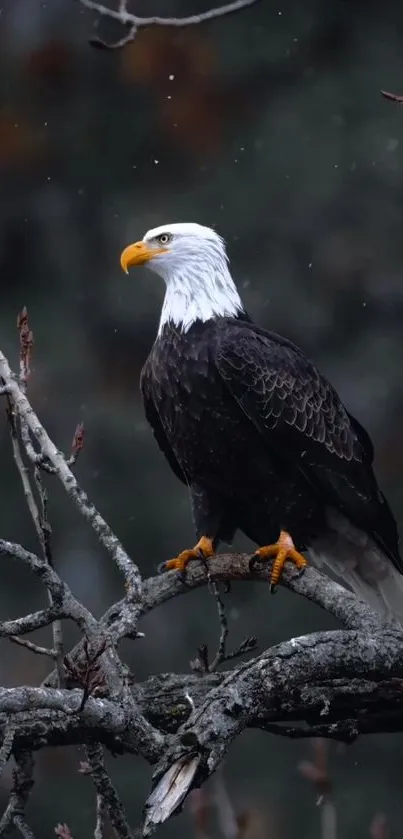 Bald eagle perched on a branch in a natural setting.