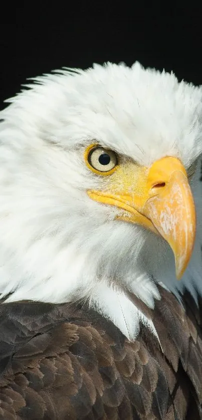 Close-up of a bald eagle with striking white head and sharp yellow beak.