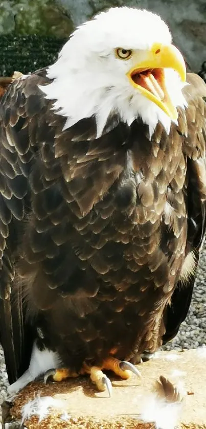 Majestic bald eagle perched on a rock.