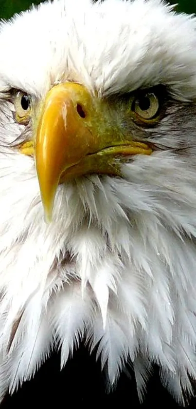 Close-up of a majestic bald eagle with intense gaze and detailed feathers.