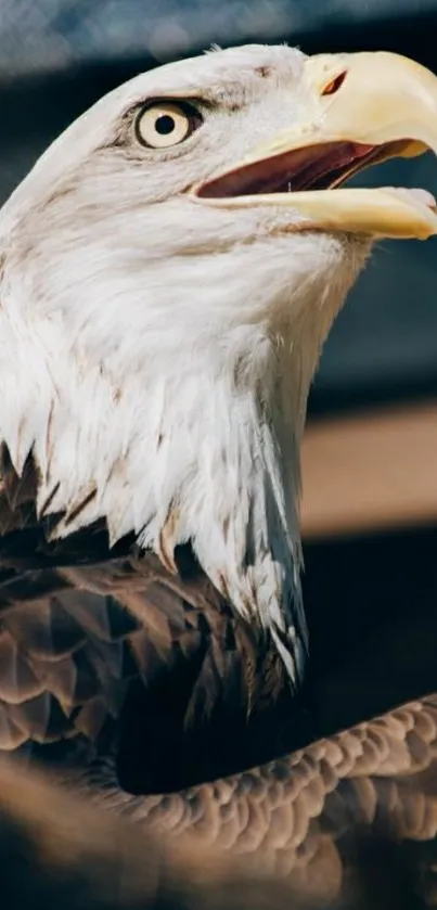 Close-up of a majestic bald eagle with striking plumage.