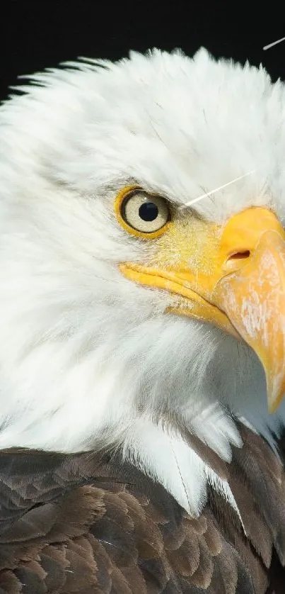 Close-up of a bald eagle with sharp eyes and a vibrant yellow beak.