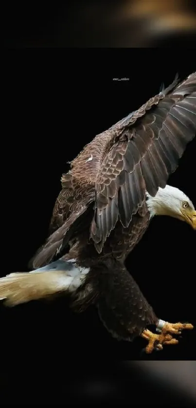 Majestic bald eagle in flight against a black background.