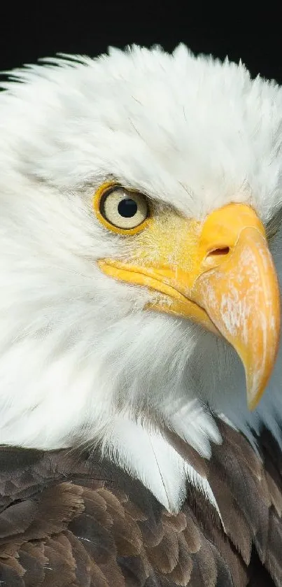 Close-up of a majestic bald eagle with white feathers and sharp yellow beak.