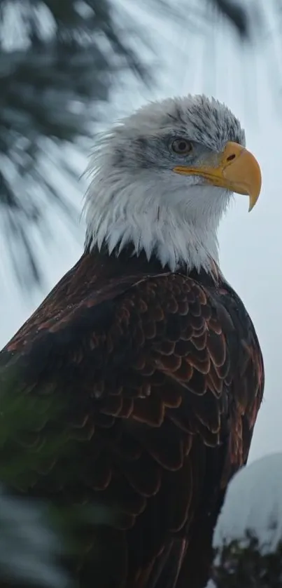 Majestic bald eagle with snowy background.