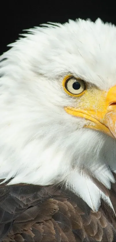 Close-up view of a majestic bald eagle with striking yellow beak.