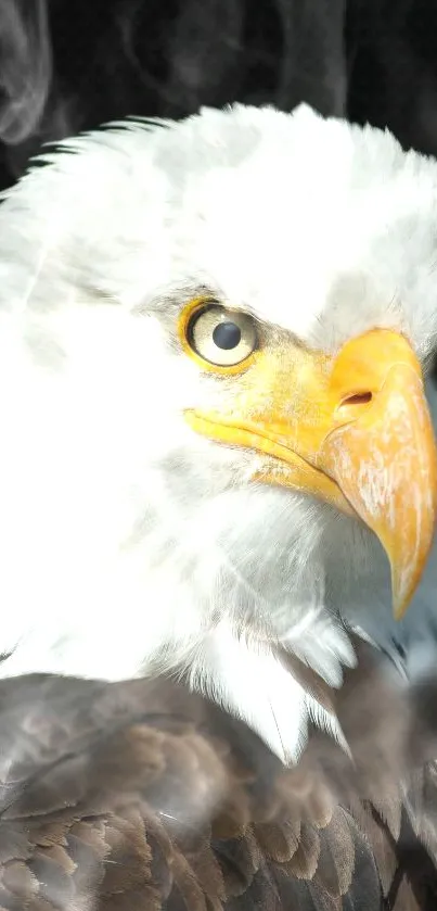 Majestic bald eagle with sharp gaze against a dark background.