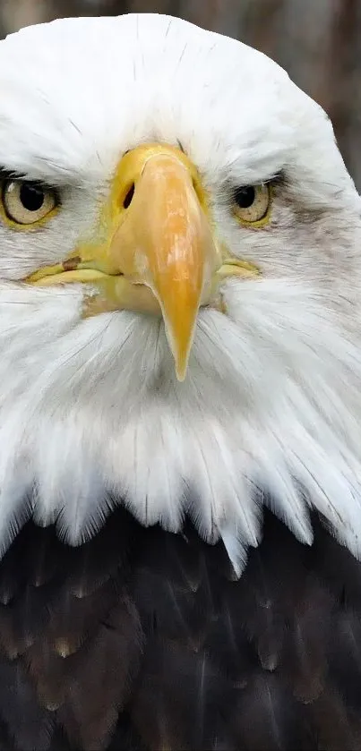 Close-up of a majestic bald eagle's face with sharp, detailed features.