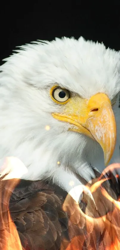 Majestic bald eagle on dark background with sharp features.