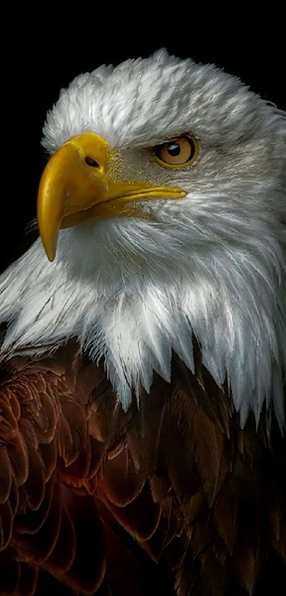 Majestic bald eagle with rich brown feathers on a dark background.