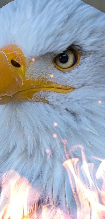 Close-up of a majestic bald eagle with a detailed portrait.