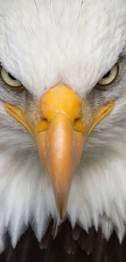 A close-up of a fierce bald eagle showcasing its striking features.