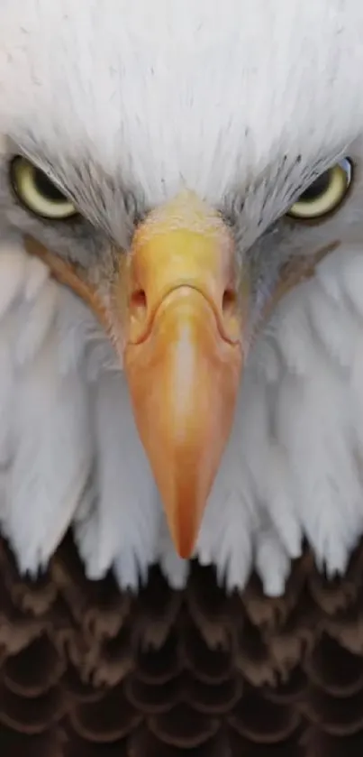 Close-up of a bald eagle with a piercing gaze, ideal for mobile wallpaper.