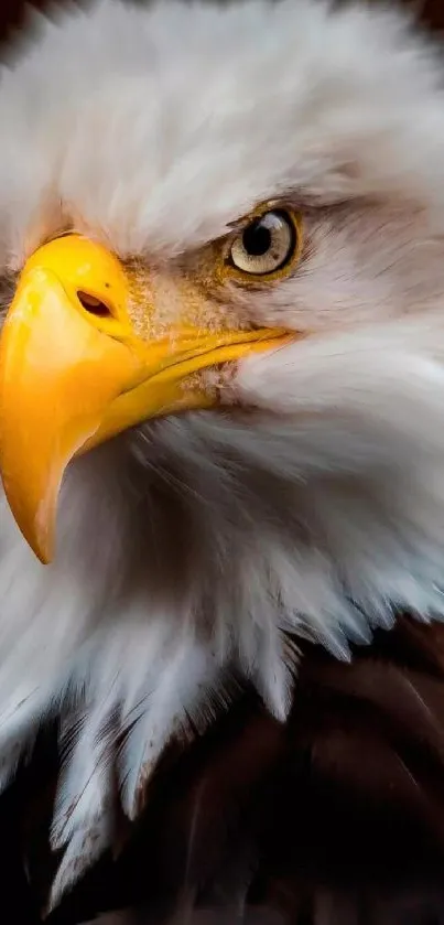 Close-up of a bald eagle with a sharp yellow beak and piercing eyes.