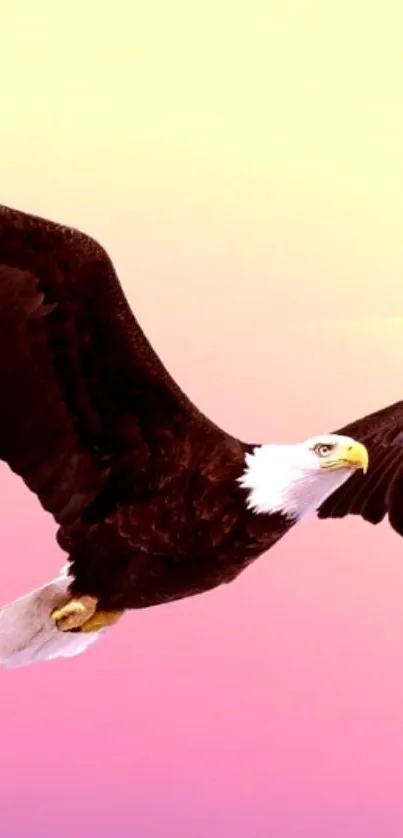 Bald eagle soaring against a pink and yellow gradient sky.