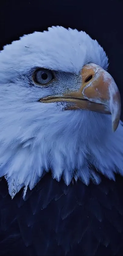 A majestic bald eagle with piercing eyes on a dark background.