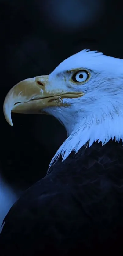 Majestic bald eagle close-up with dark blue background.